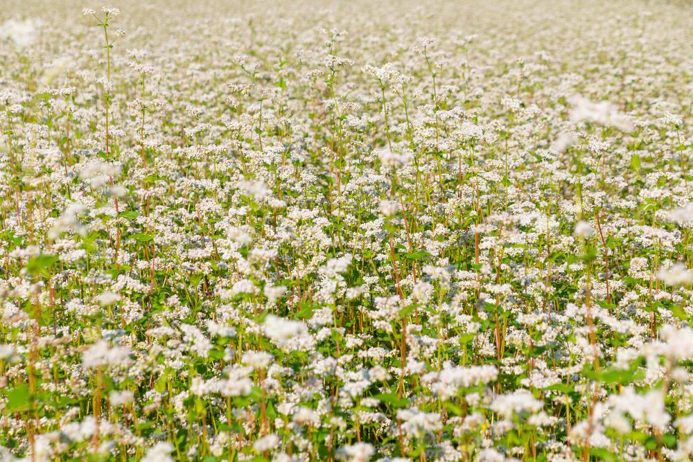 SEO-images/2025 SEO/Traffic TA/MN/flowers-in-vietnam/acres-of-green-fields-blossom-simultaneously-with-purple-and-white-petals-creating-a-dreamy-effect-in-this-incredible-landscape
